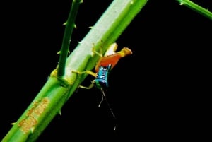 Manuel Antonio: Tour della fauna e della spiaggia nel Parco Nazionale