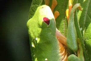 Manuel Antonio: Tour della fauna e della spiaggia nel Parco Nazionale
