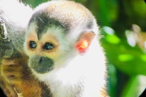 Manuel Antonio: Tour della fauna e della spiaggia nel Parco Nazionale