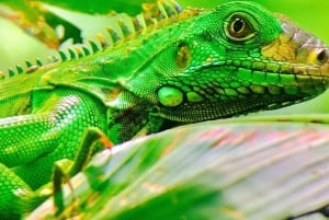 Manuel Antonio: Tour della fauna e della spiaggia nel Parco Nazionale