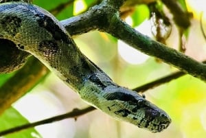 Manuel Antonio: Tour della fauna e della spiaggia nel Parco Nazionale