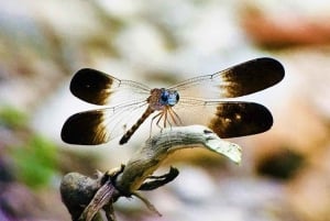 Manuel Antonio: Tour della fauna e della spiaggia nel Parco Nazionale