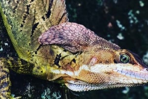 Manuel Antonio: Tour della fauna e della spiaggia nel Parco Nazionale