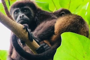 Manuel Antonio: Tour della fauna e della spiaggia nel Parco Nazionale