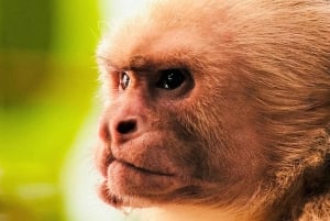 Manuel Antonio: Tour della fauna e della spiaggia nel Parco Nazionale