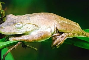 Manuel Antonio: Wycieczka do Parku Narodowego z dziką przyrodą i plażą