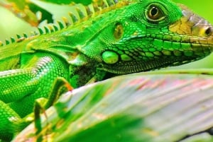 Manuel Antonio: Wycieczka do Parku Narodowego z dziką przyrodą i plażą