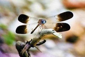 Manuel Antonio: Wycieczka do Parku Narodowego z dziką przyrodą i plażą