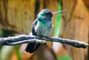 Manuel Antonio: Wycieczka do Parku Narodowego z dziką przyrodą i plażą