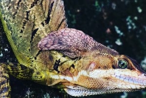 Manuel Antonio: Wycieczka do Parku Narodowego z dziką przyrodą i plażą