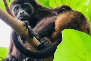 Manuel Antonio: Wycieczka do Parku Narodowego z dziką przyrodą i plażą