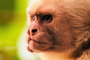 Manuel Antonio: Wycieczka do Parku Narodowego z dziką przyrodą i plażą