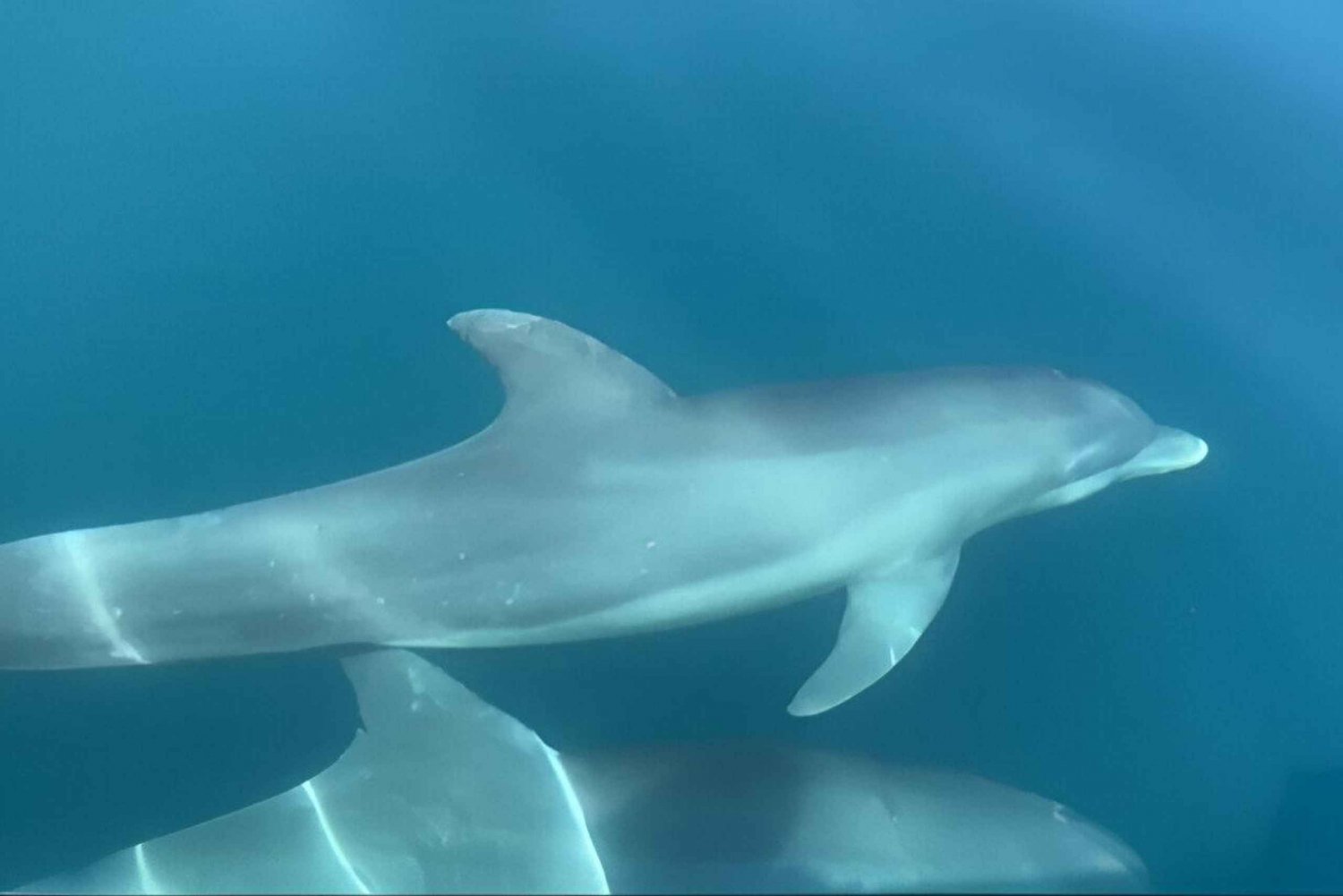 Manzanillo: osservazione dei delfini e spiaggia di Punta Mona