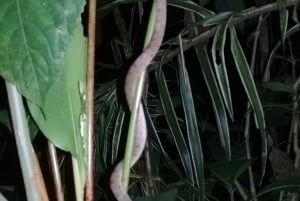 Manzanillo: escursione notturna nella foresta
