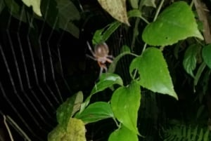 Manzanillo: escursione notturna nella foresta