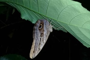 Manzanillo: Night hike in the forest