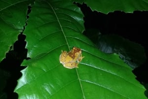 Manzanillo: Night hike in the forest