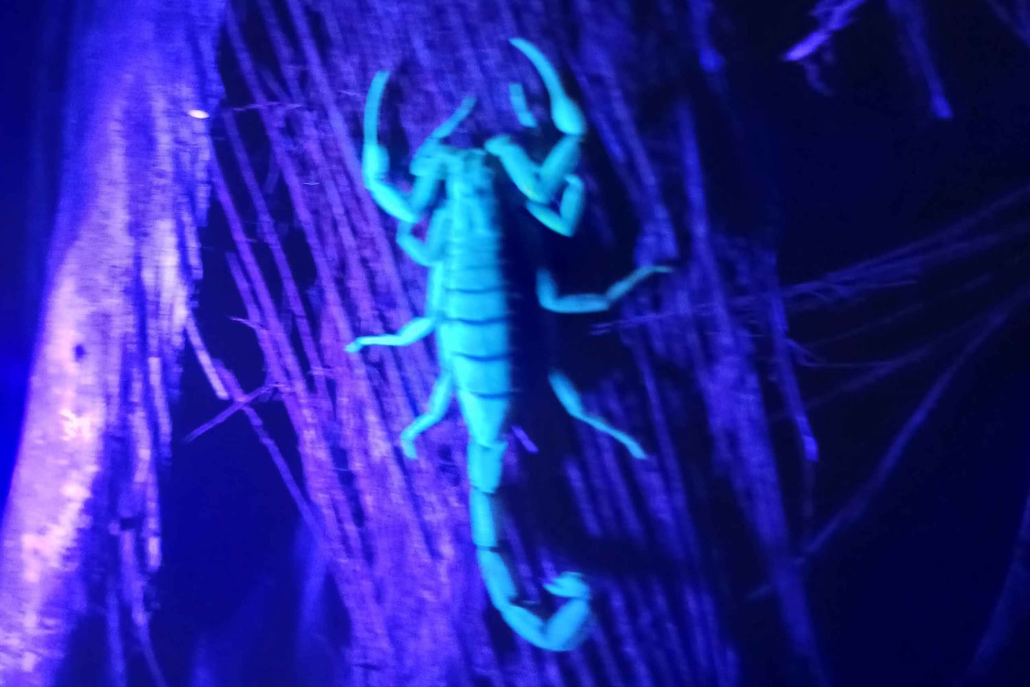 Manzanillo: Night Jungle Tour with Wildlife Spotting