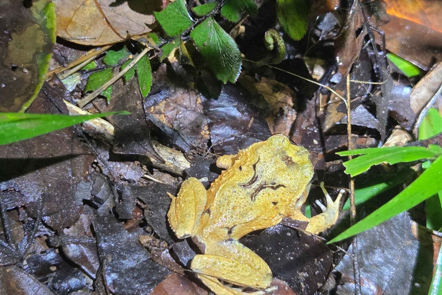 Manzanillo: Night Jungle Tour with Wildlife Spotting