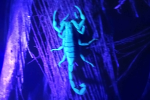 Manzanillo: Night Jungle Tour with Wildlife Spotting