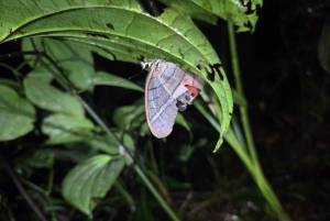 Manzanillo: Night Jungle Tour with Wildlife Spotting
