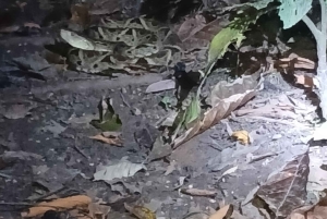 Manzanillo: Night Jungle Tour with Wildlife Spotting