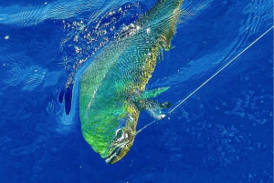 Marino Ballenan kansallispuisto: Urheilukalastus (koko päivä)