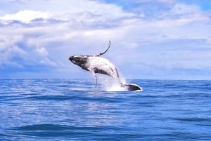 Marino Ballena National Park: Watching Whales and Dolphins