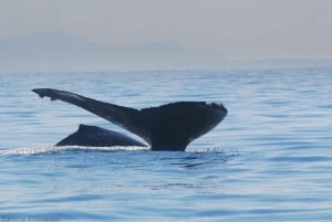 Marino Ballena National Park: Watching Whales and Dolphins