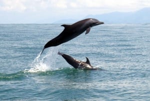 Marino Ballena National Park: Watching Whales and Dolphins