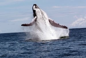 Marino Ballena National Park: Watching Whales and Dolphins