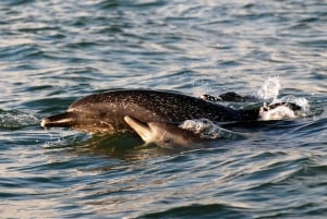 Marino Ballena National Park: Watching Whales and Dolphins