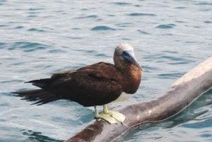 Marino Ballena National Park: Watching Whales and Dolphins