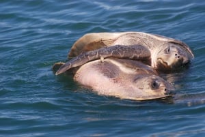 Marino Ballena National Park: Watching Whales and Dolphins