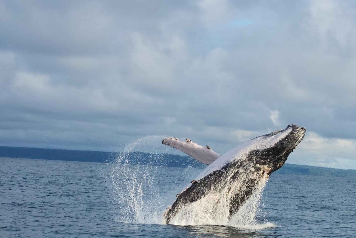 Marino Ballena National Park: Whale and Dolphin Watching