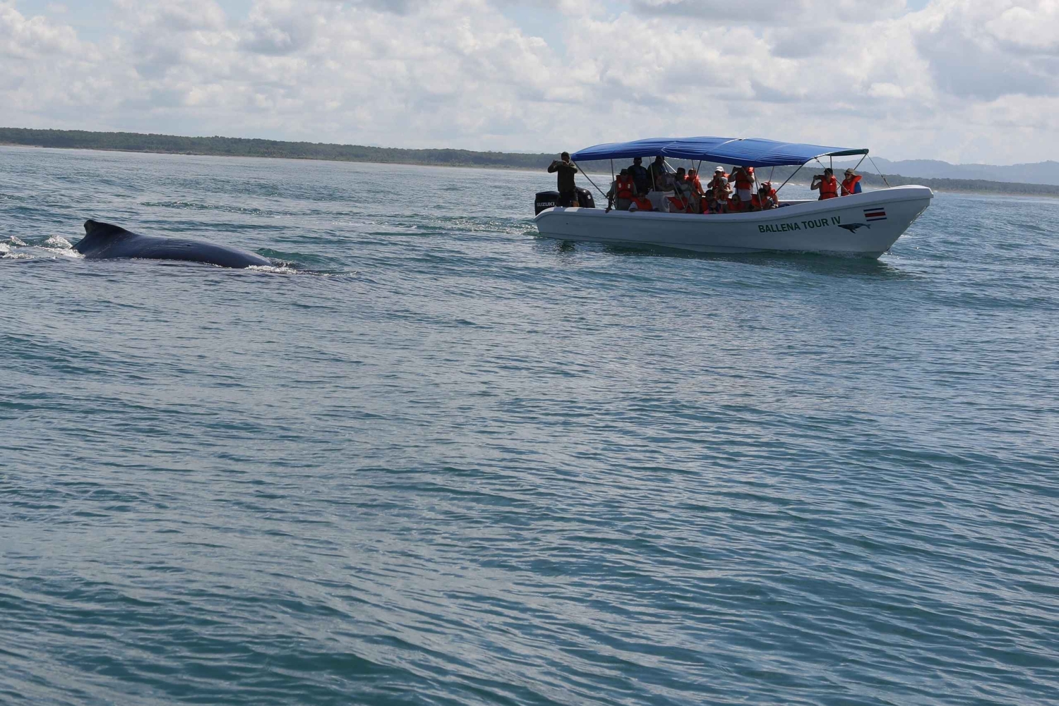 Nationaal Park Marino Ballena: Walvissen en dolfijnen kijken