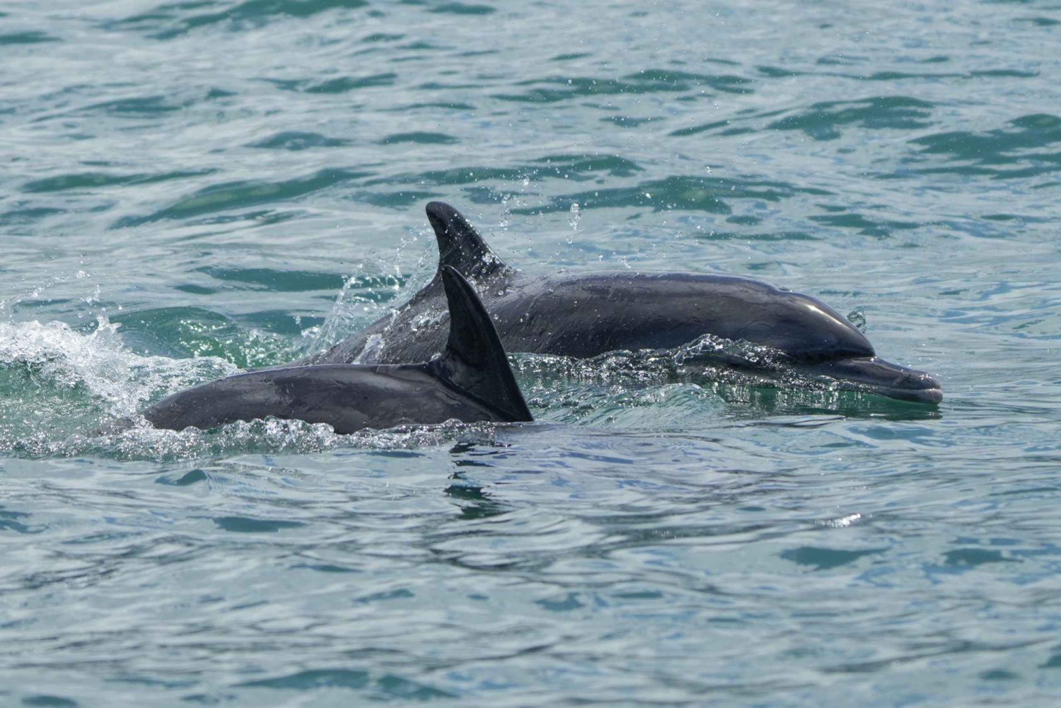 Nationaal Park Marino Ballena: Walvissen en dolfijnen kijken