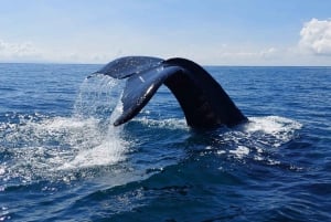 Park Narodowy Marino Ballena: Obserwacja wielorybów i delfinów