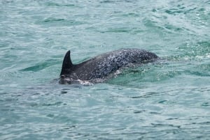 Park Narodowy Marino Ballena: Obserwacja wielorybów i delfinów