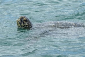 Park Narodowy Marino Ballena: Obserwacja wielorybów i delfinów