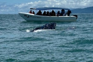 Park Narodowy Marino Ballena: Obserwacja wielorybów i delfinów