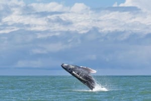 Park Narodowy Marino Ballena: Obserwacja wielorybów i delfinów