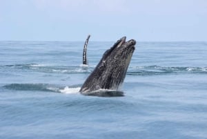 Park Narodowy Marino Ballena: Obserwacja wielorybów i delfinów
