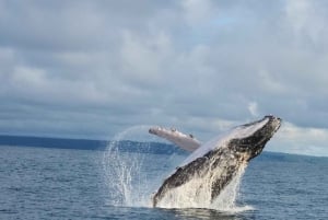 Nationaal Park Marino Ballena: Walvissen en dolfijnen kijken
