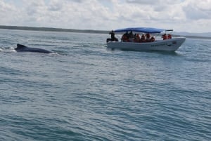 Nationaal Park Marino Ballena: Walvissen en dolfijnen kijken