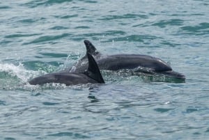 Nationaal Park Marino Ballena: Walvissen en dolfijnen kijken