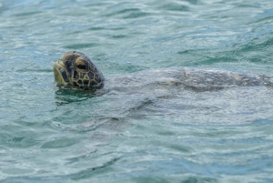Nationaal Park Marino Ballena: Walvissen en dolfijnen kijken