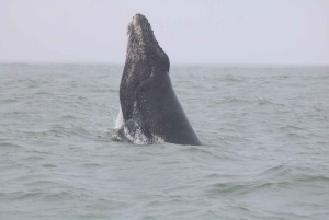 Nationaal Park Marino Ballena: Walvissen en dolfijnen kijken