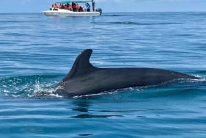 Nationaal Park Marino Ballena: Walvissen en dolfijnen kijken