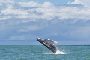 Nationaal Park Marino Ballena: Walvissen en dolfijnen kijken